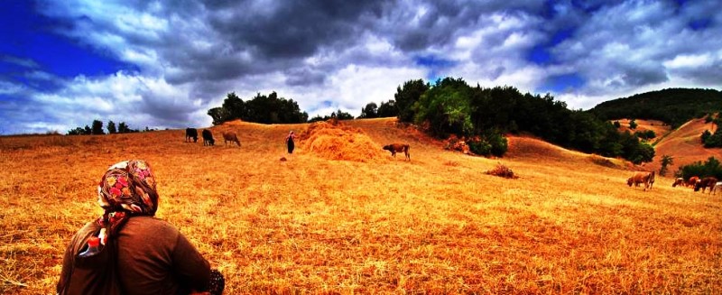 Tarıma dayalı yatırım için başvurular başlıyor