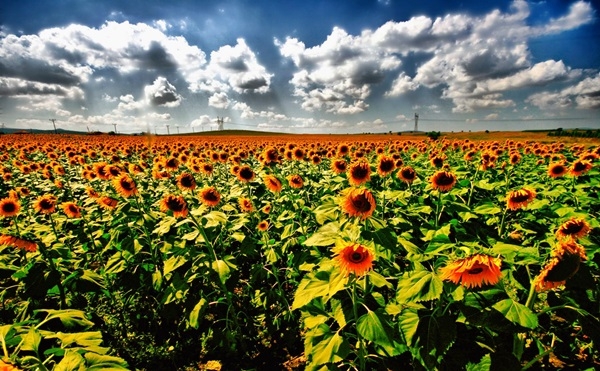 TARIMDA HAVZA MODELİ ÖNERİSİ