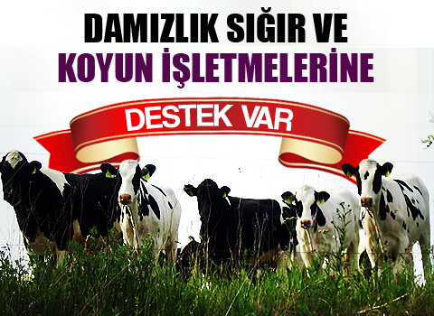 DAMIZLIK SIĞIR VE KOYUN İŞLETMELERİNE DESTEK