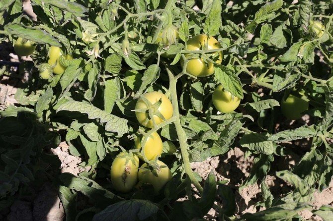 GÜRPINAR BELEDİYESİ’NDEN AÇIK SERA HİZMETİ