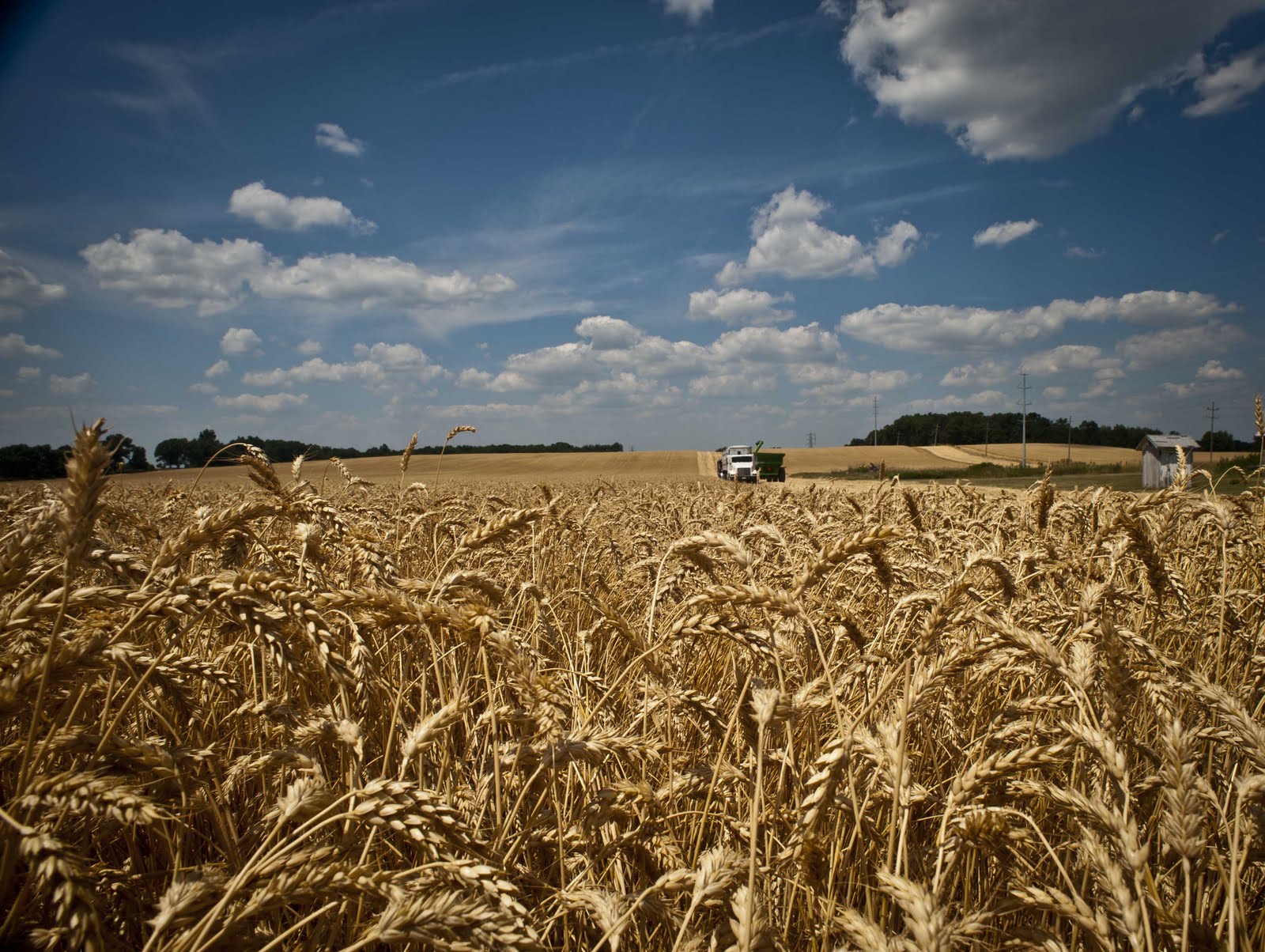 BUĞDAYDA REKOLTE TAHMİNİ BELİRLENDİ
