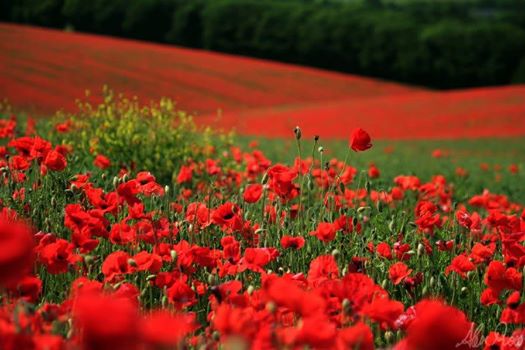 HAPPY NEWROZ,NEWROZ PİROZ BE,NEVRUZ KUTLU OLSUN