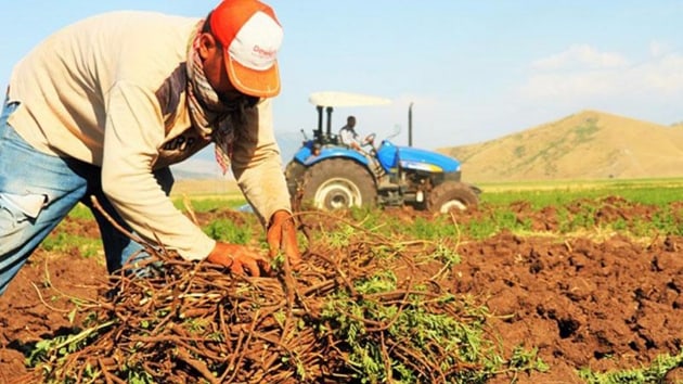 ÇİFTÇİLERE 918 MİLYON TL LİK DESTEK ÖDEMESİ BAŞLIYOR