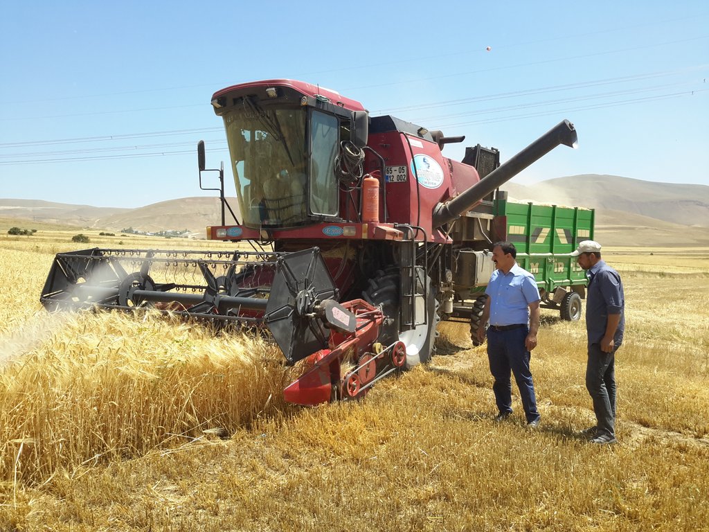 ŞİMDİ HASAT ZAMANI