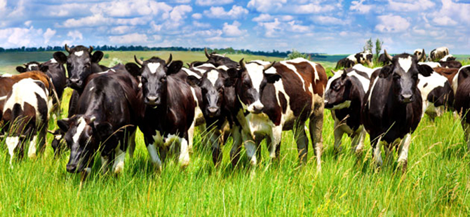 HAYVAN SAĞLIĞI VE REFAHI