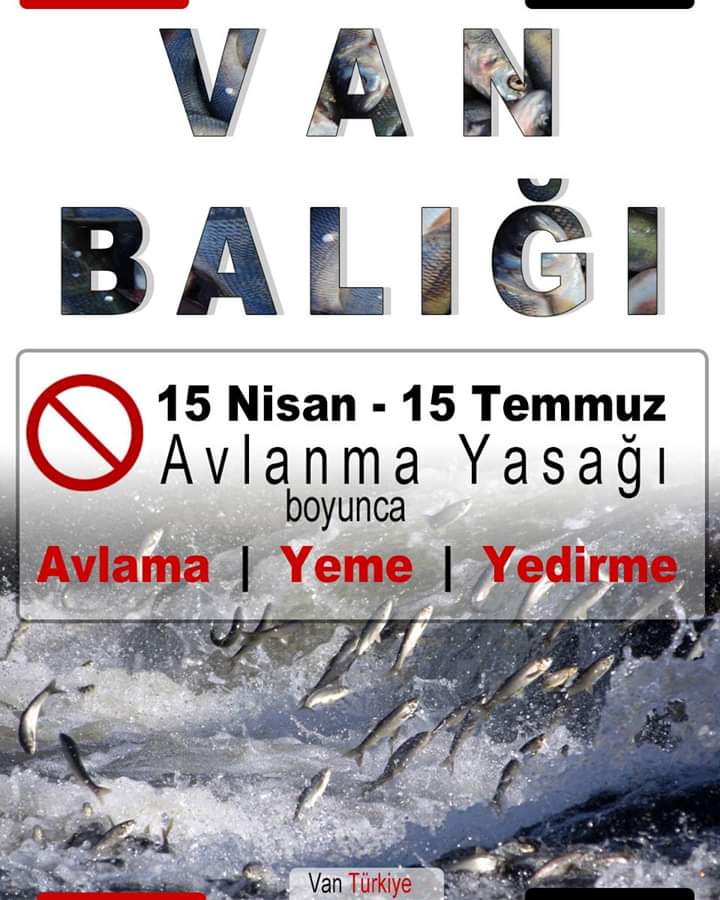 VAN BALIĞININ 3 AYLIK GÖÇ YOLCULUĞU BAŞLADI