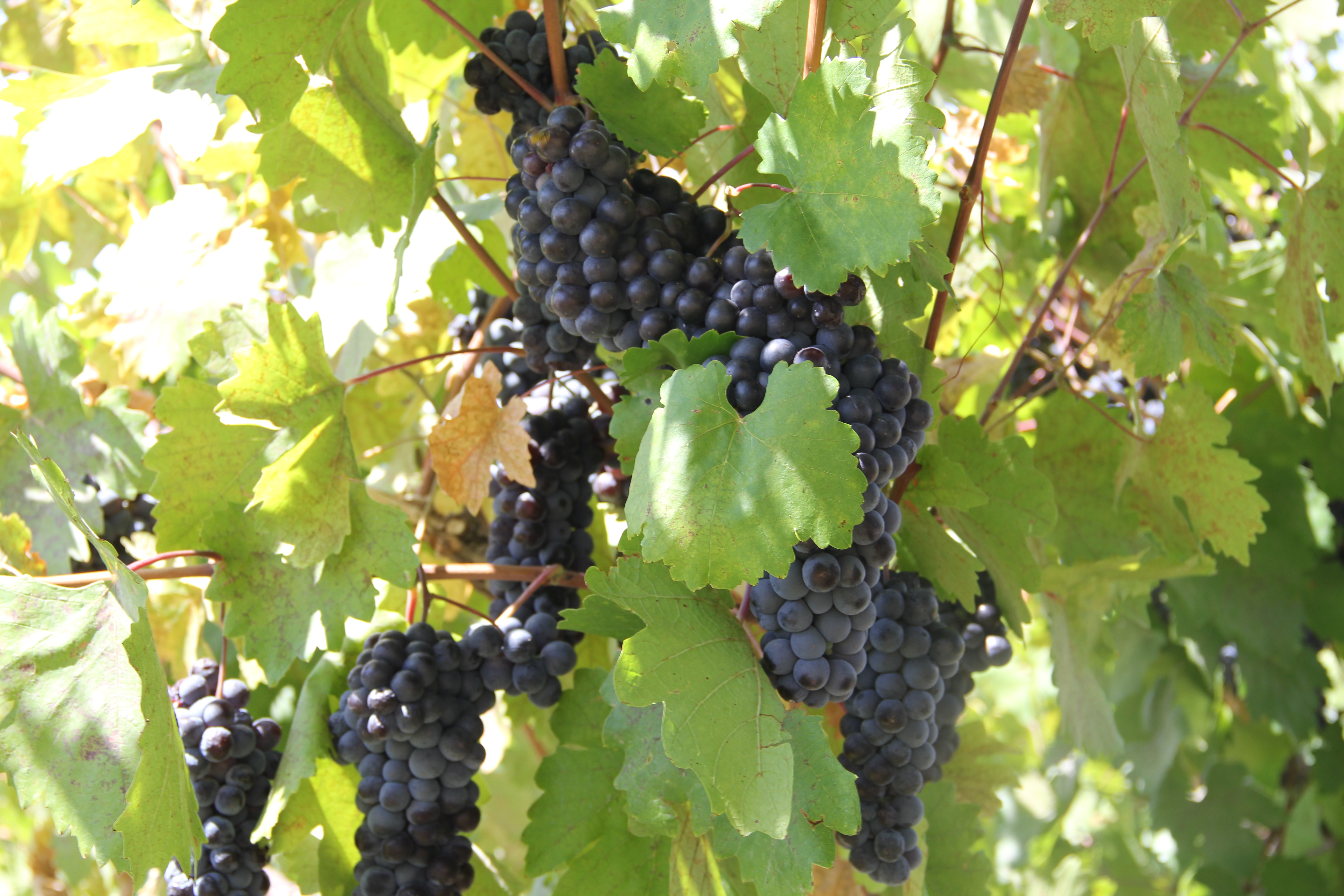 ERCİŞ ÜZÜMÜMÜZÜ DENETLEDİK