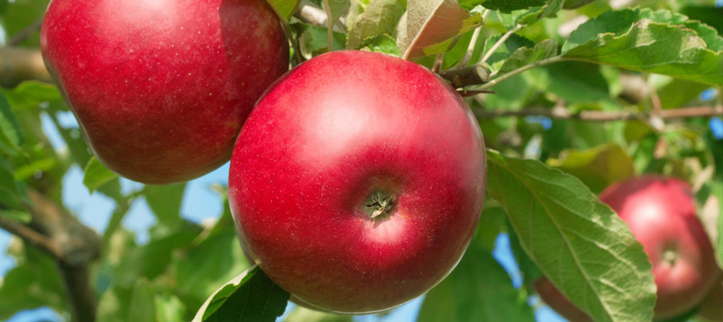 YENİ TREND: ORGANİK TARIM