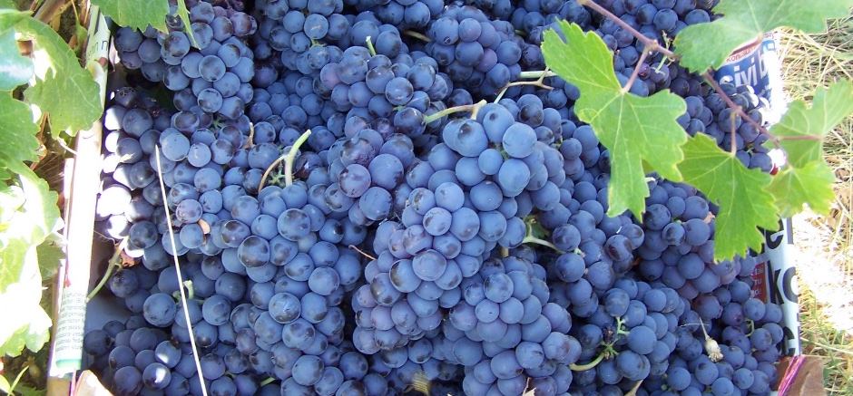 Erciş Üzümü Bu Yıl da Denetimlerden Tam Not Aldı