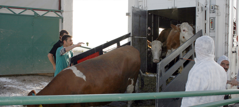 Canlı Hayvan Nakillerinde Yeni Dönem Başlıyor
