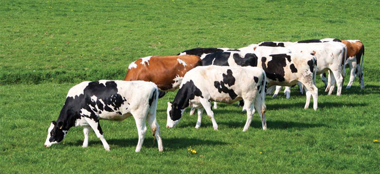 KALKINMA BÖLGELERİNE BESİ DESTEĞİ