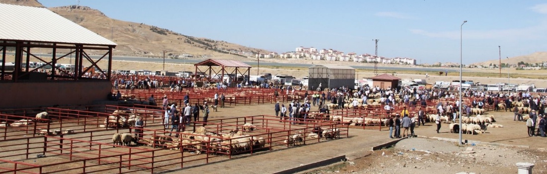 Canlı Hayvan Borsası Projesi 