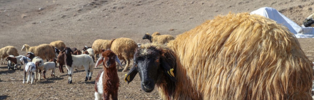Norduz Koyunu Temelli Küçükbaş Hayvan Üretim ve İşleme Tesisi Projesi 